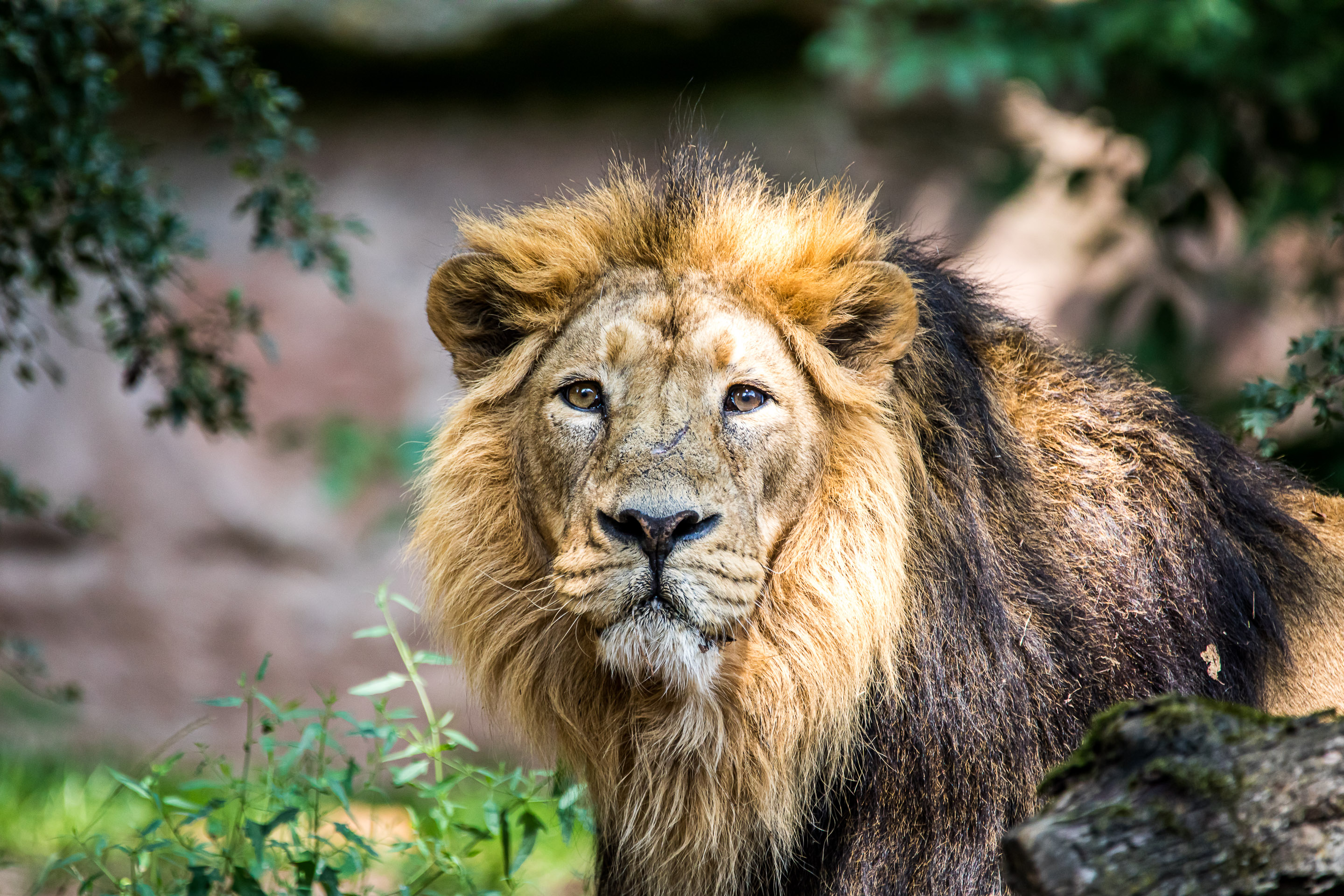 Löwe im Tiergarten Nürnberg