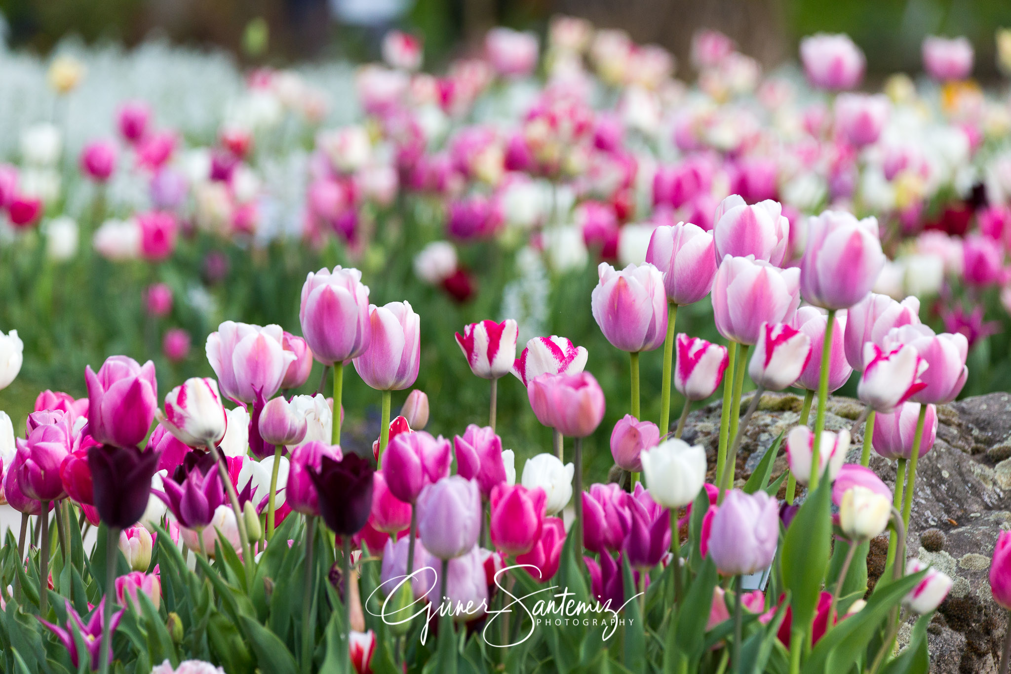 Botanischer Garten Erlangen