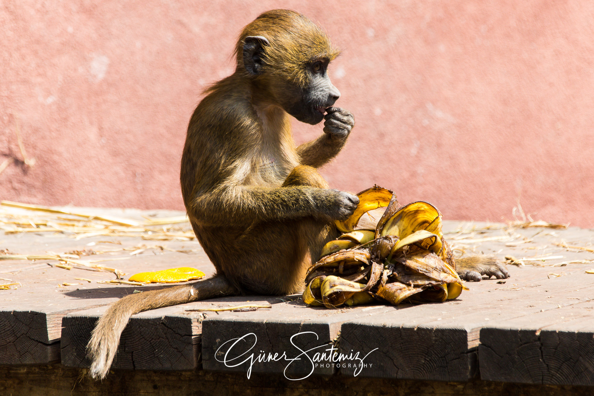 Pavian im Tiergarten Nürnberg