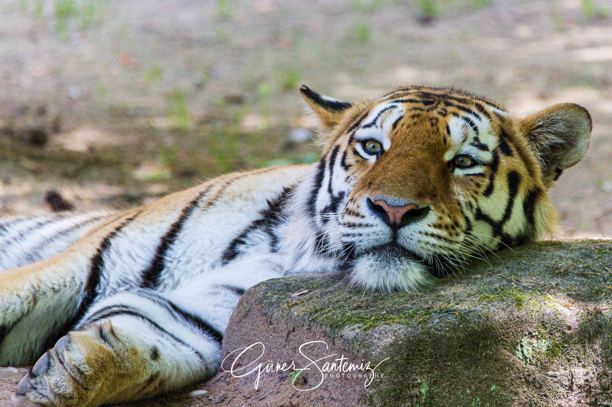 Tiger im Tiergarten Nürnberg