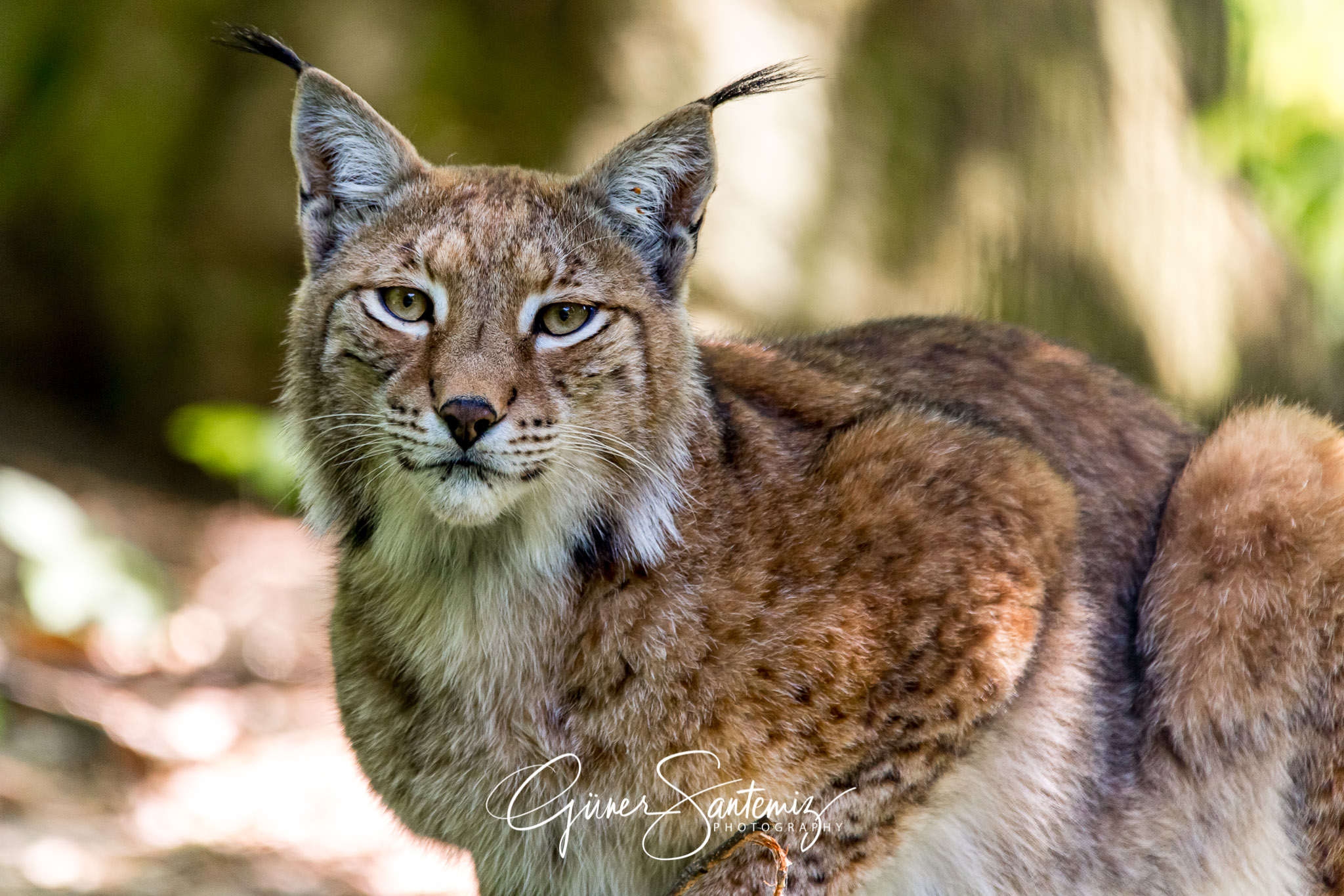 Luchs im Tiergarten Nürnberg
