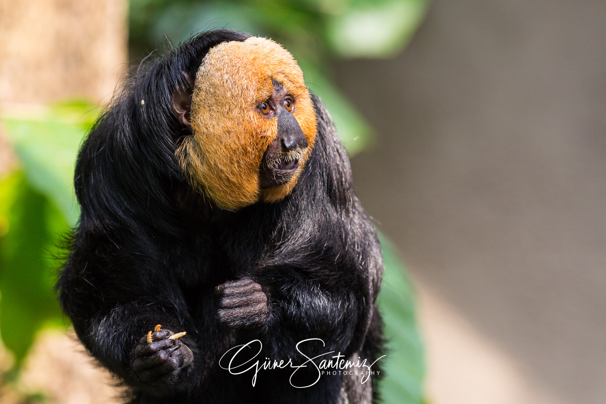 Weißkopfsaki im Tiergarten Nürnberg