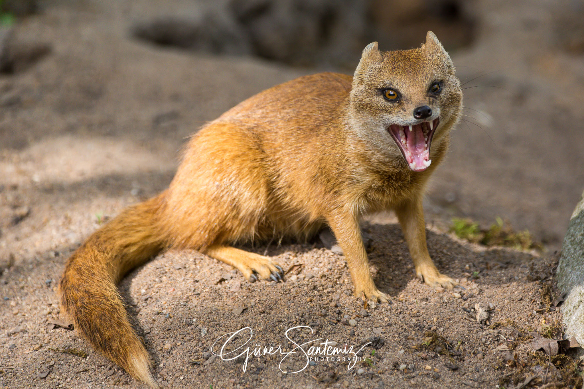 Fuchsmanguste im Tiergarten Nürnberg