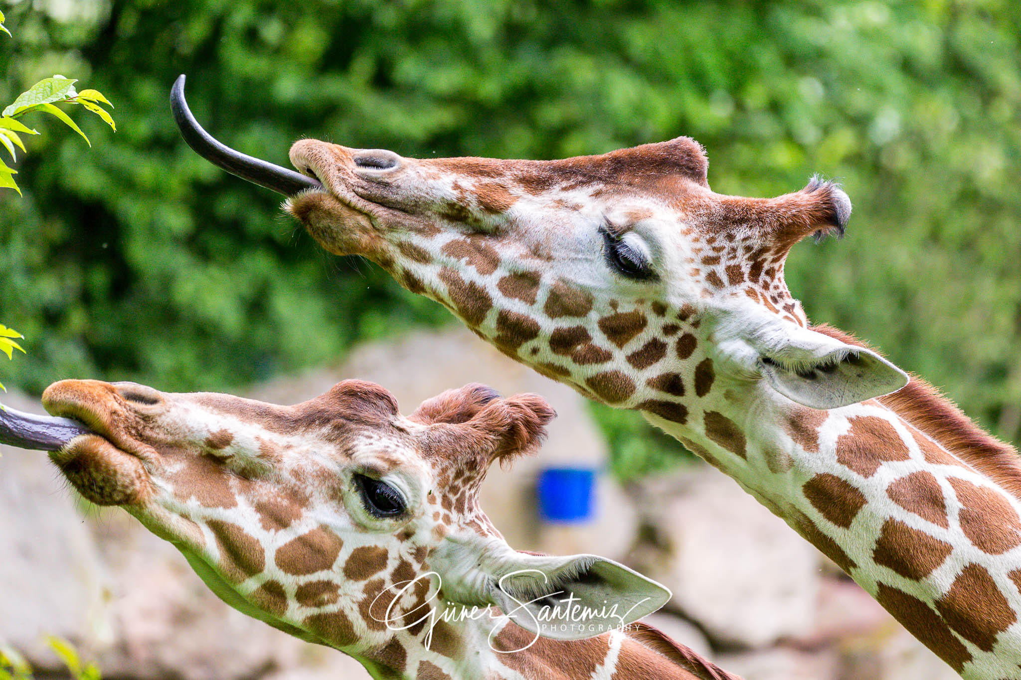 Giraffen im Tiergarten Nürnberg