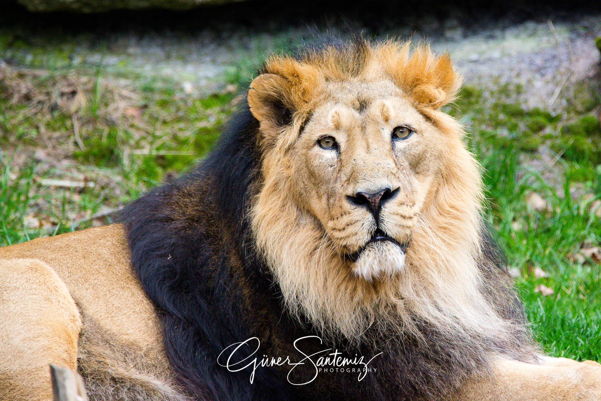 Löwe im Tiergarten Nürnberg