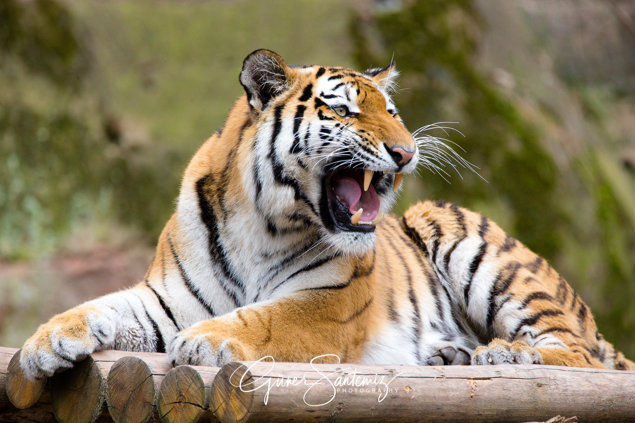 Tiger im Tiergarten Nürnberg