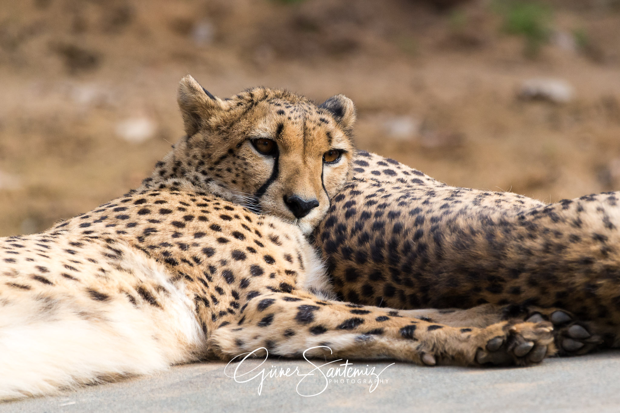 Gepard im Tiergarten Nürnberg