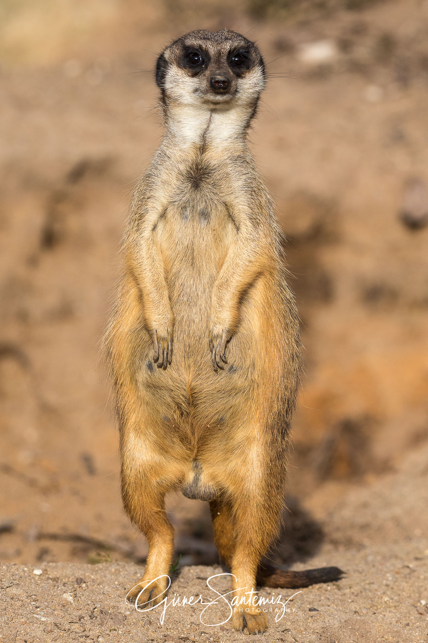 Tiergarten Nürnberg