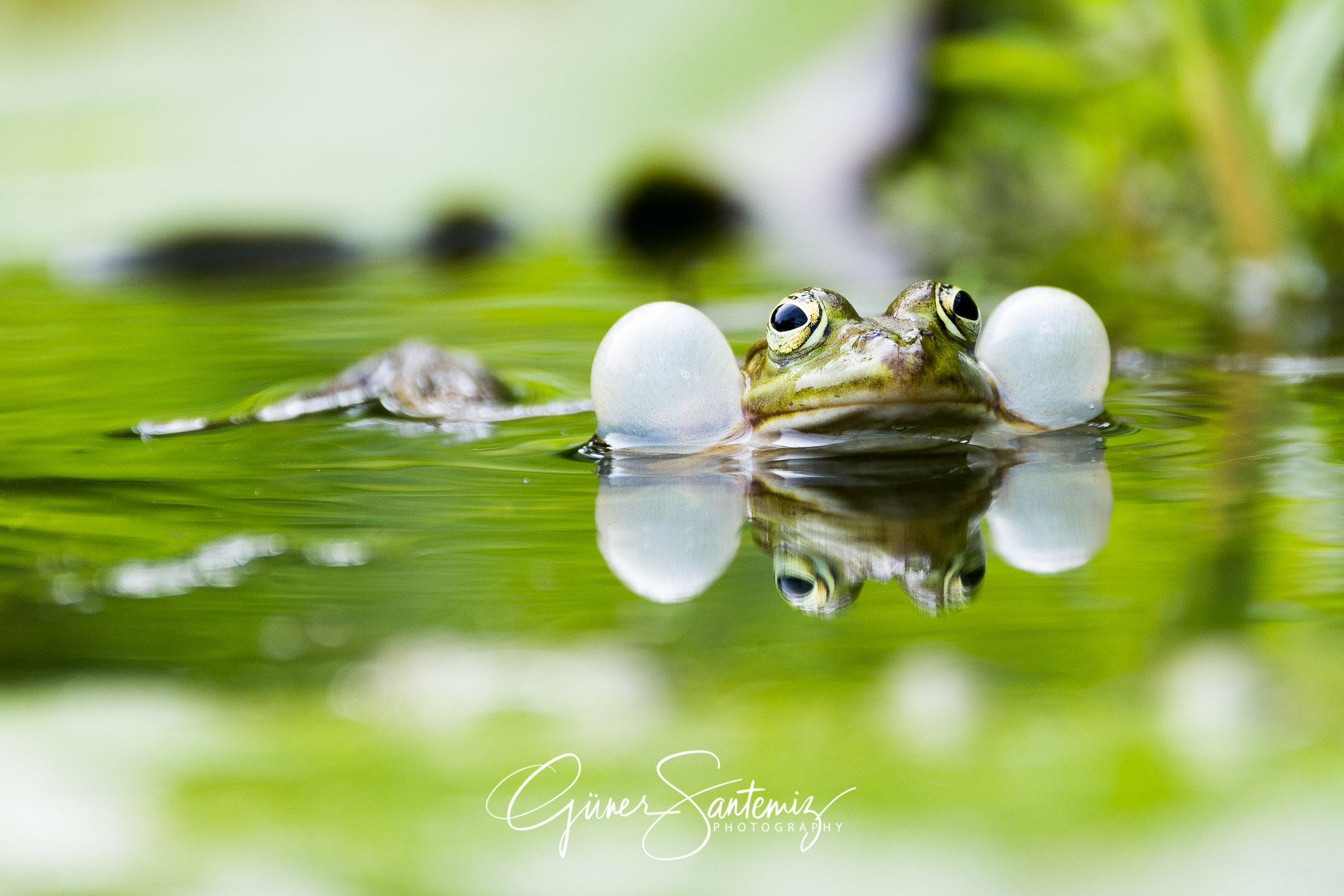 Frosch im Botanischen Garten Erlangen