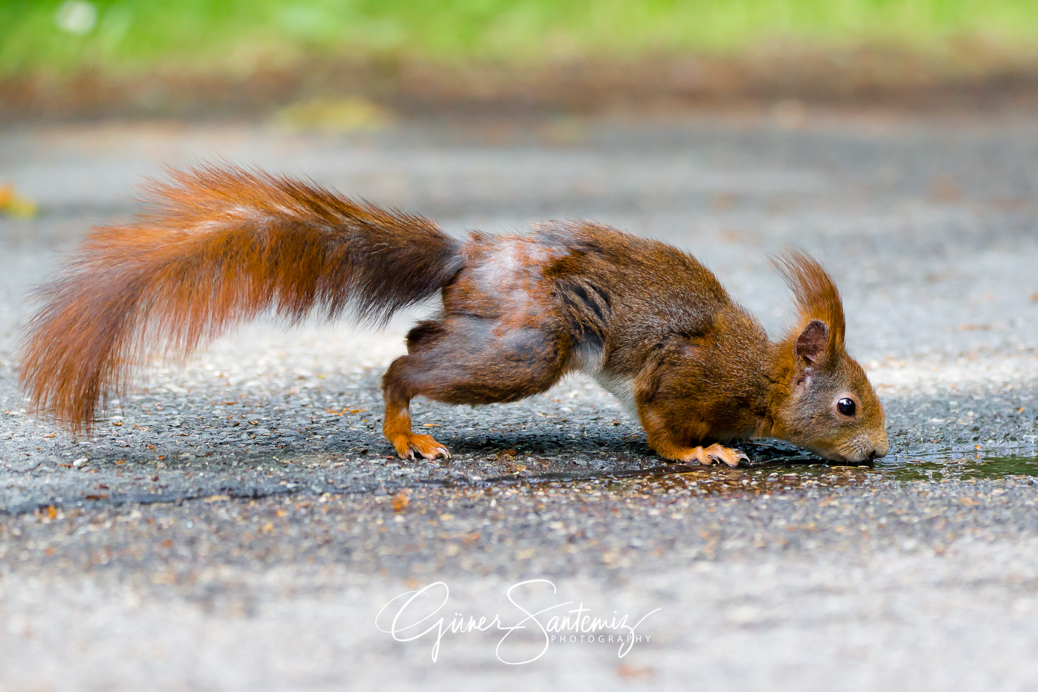 Eichhörnchen auf dem Westfriedhof