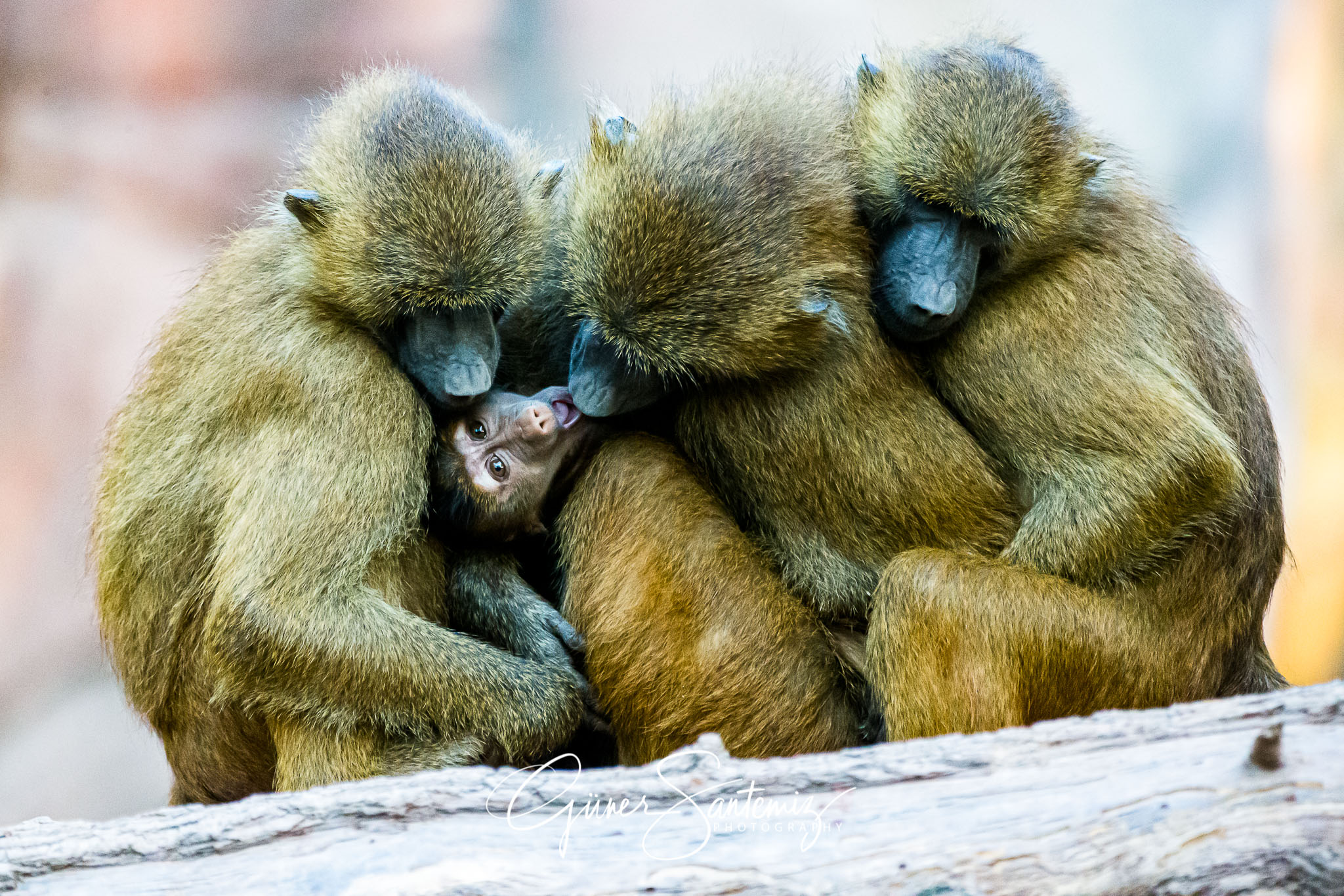 Tiere vor der Kamera